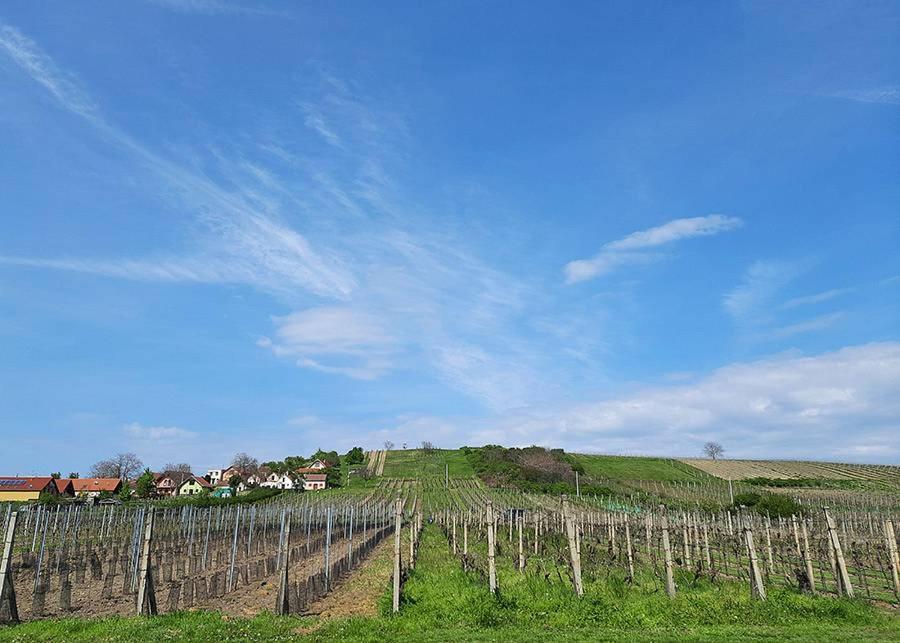 Sklep Vino Strycek Guest House Velke Bilovice Luaran gambar